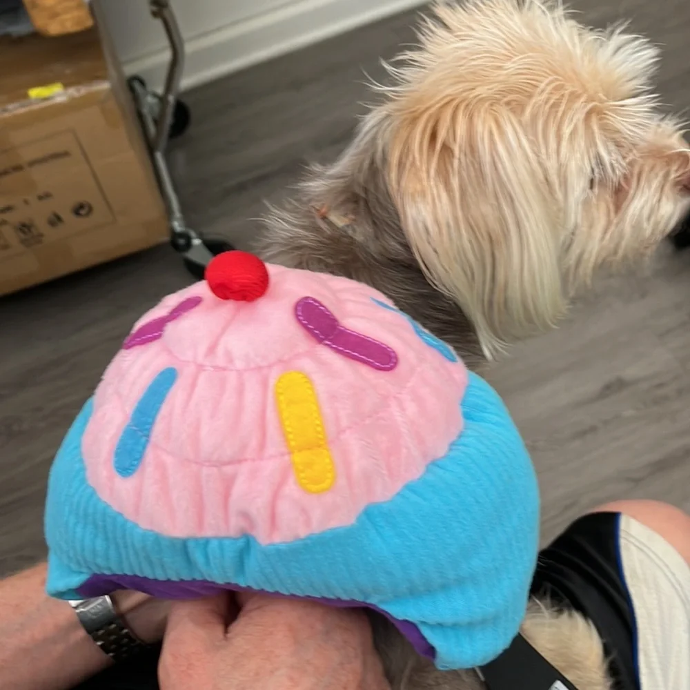 Halloween dog costume ice cream sundae